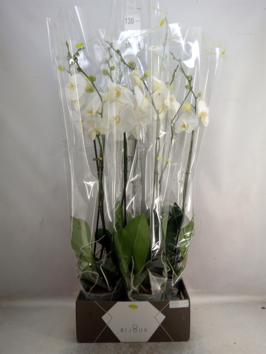 <h4>Phalaenopsis   ...white</h4>