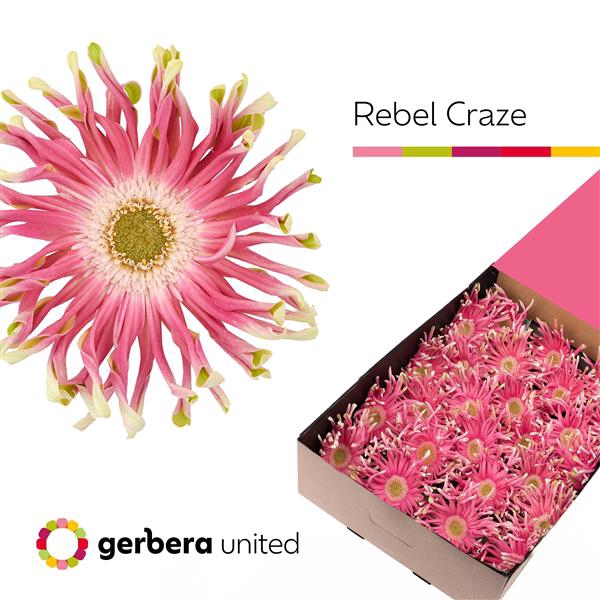 <h4>Ge Gr Rebel Craze Box United</h4>