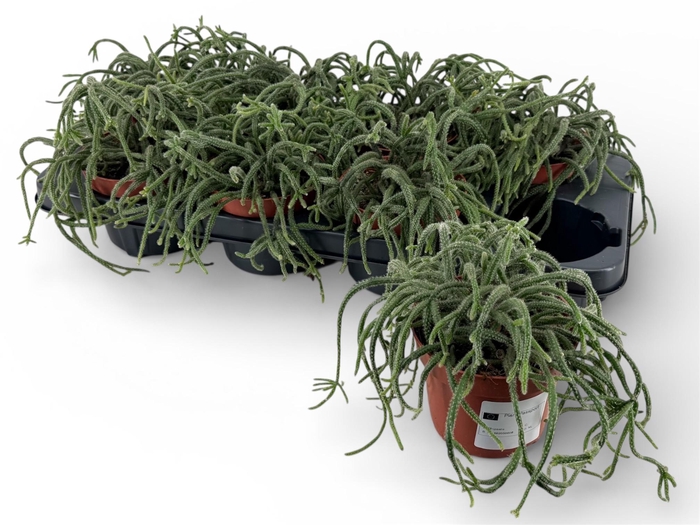 <h4>RHIPSALIS BACCIFERA</h4>