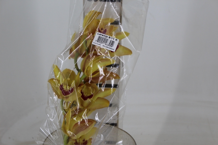 <h4>CYMBIDIUM HT MIN 9 FLS LARANJA</h4>