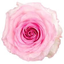 <h4>R GR MANDALA Barile</h4>