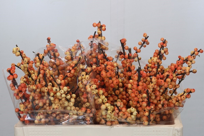 <h4>Ilex Cresgold</h4>