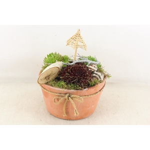 arr4 Semp VL - Terra cotta rond strik