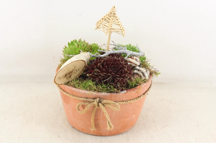 <h4>arr4 Semp VL - Terra cotta rond strik</h4>