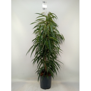 Ficus binn. 'Alii'