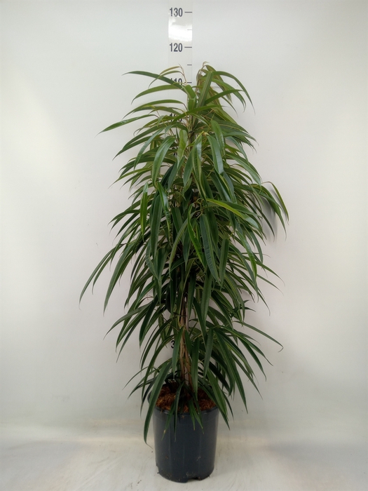 <h4>Ficus binn. 'Alii'</h4>