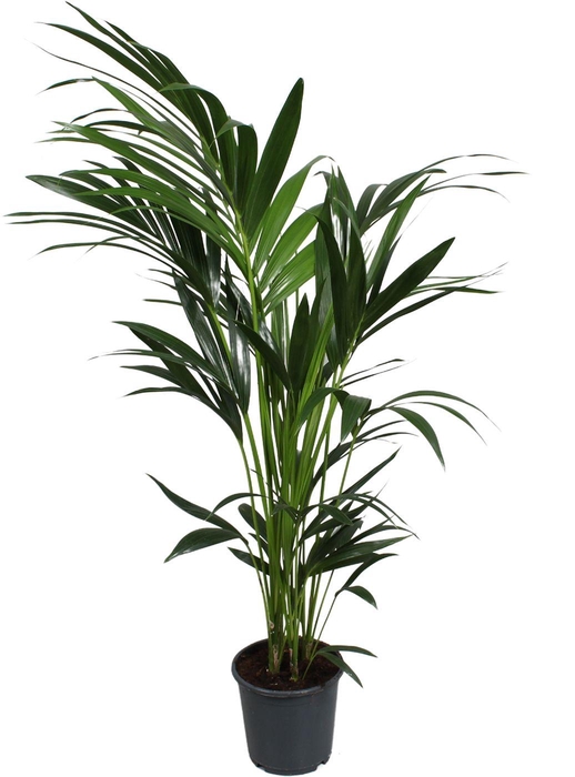 <h4>Howea forsteriana (Kentia) 5 pit 140-160cm</h4>