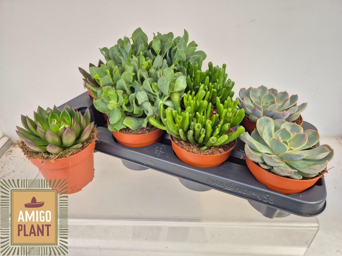 <h4>SUCC GEM 4 SRT</h4>