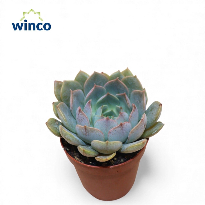 <h4>Echeveria Merriman</h4>