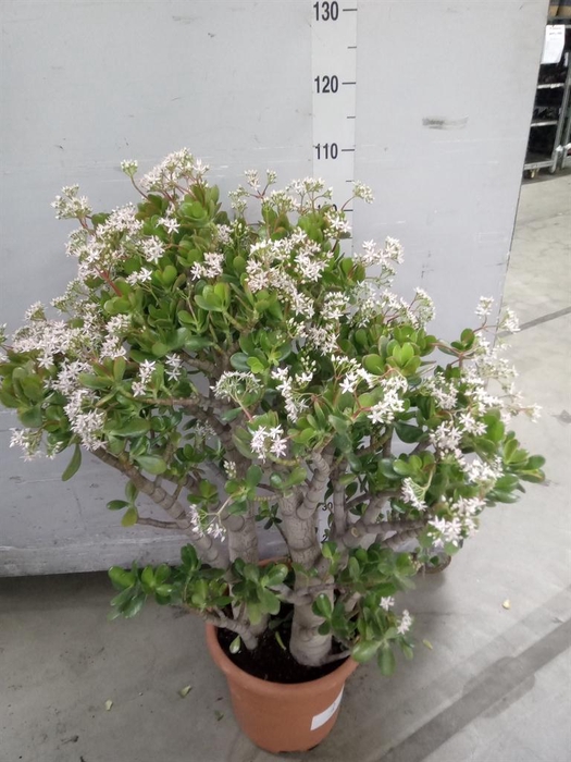 <h4>Crassula ovata</h4>