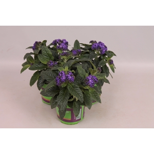 Heliotroop Dark Blue