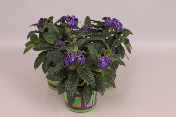 Heliotroop Dark Blue