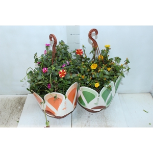 PORTULACA C21