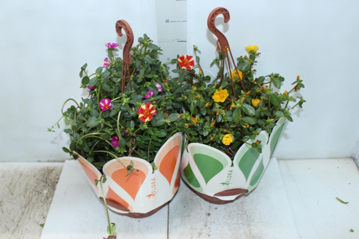 <h4>PORTULACA C21</h4>