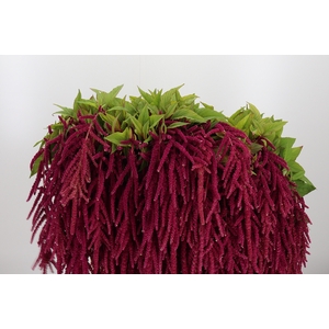 Amaranthus Overig Red