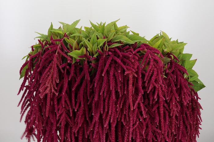 <h4>Amaranthus Overig Red</h4>