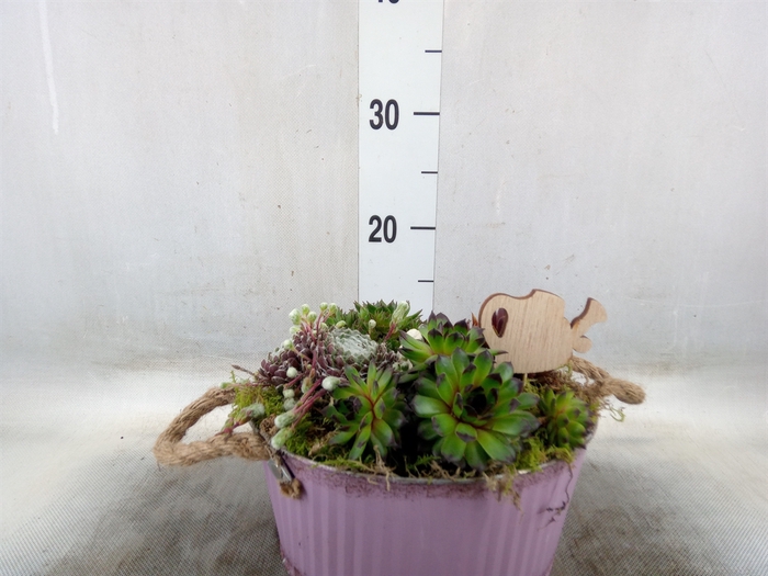 <h4>Arr.  Sempervivum L%</h4>