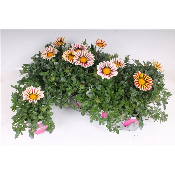 <h4>Gazania Rigens P12 - BigKiss - White Flame</h4>