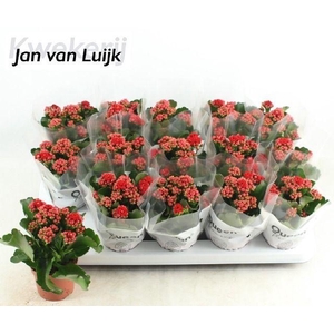 KALAN CALAN LUIJK RUBIO RED P9