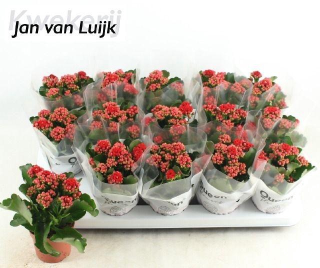 <h4>KALAN CALAN LUIJK RUBIO RED P9</h4>