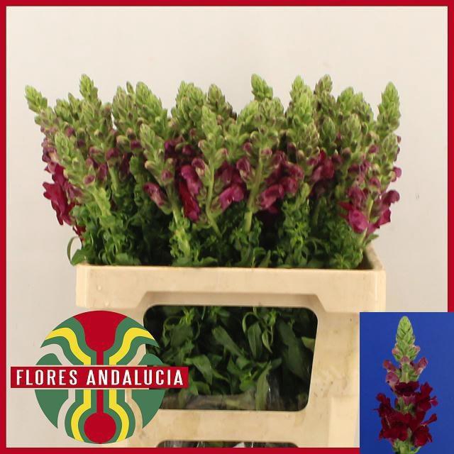 <h4>ANTIR POTO RED</h4>