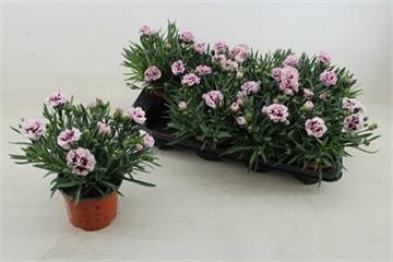 <h4>DIAN CARYOPHYLLUS</h4>