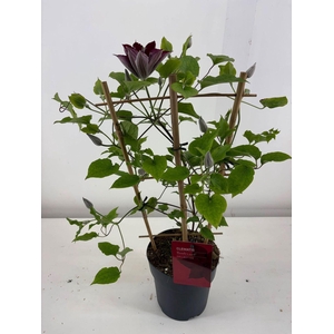 Clematis Boulevard overig