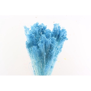 Dried Brooms Light Blue Bunch