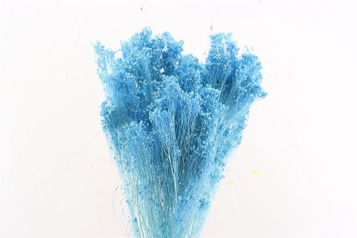 <h4>Dried Brooms Light Blue Bunch</h4>