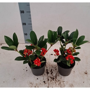 Temptation 12cm bes en bloem