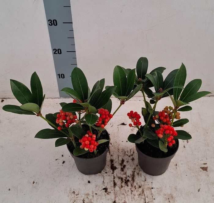 <h4>Temptation 12cm bes en bloem</h4>