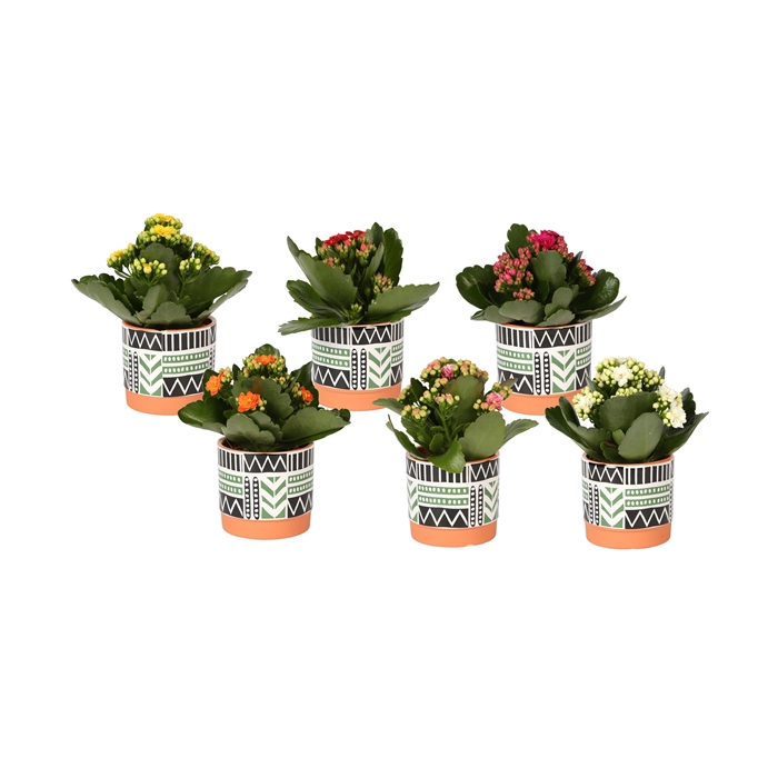 <h4>KP-824.3 - Kalanchoe 7cm mix trendy zwart wit groen pot</h4>