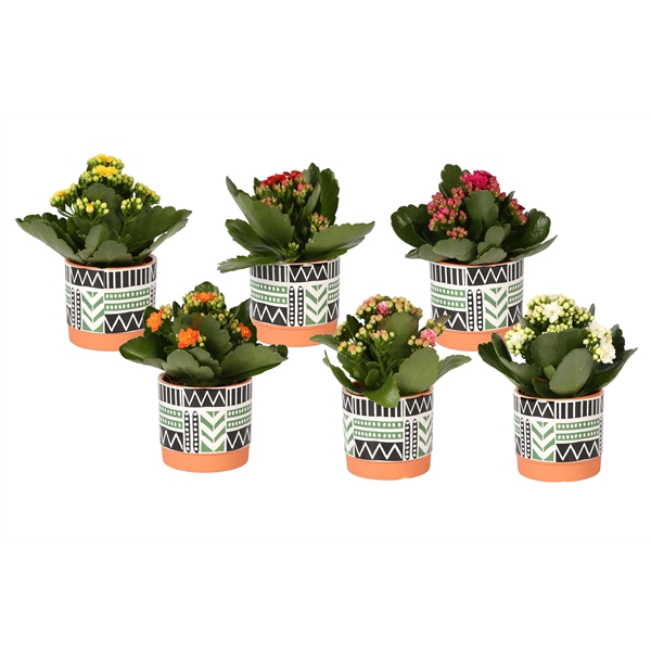 <h4>KP-824.3 - Kalanchoe 7cm mix trendy zwart wit groen pot</h4>