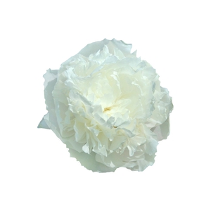 Paeonia Florence Nicholls