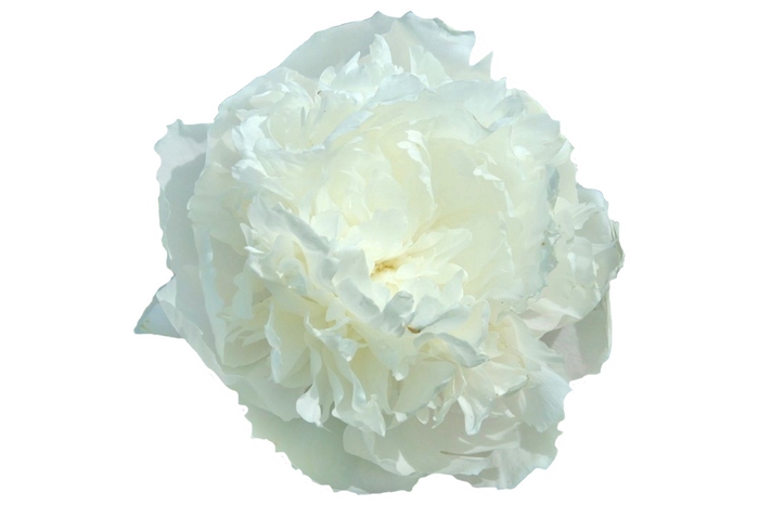 <h4>Paeonia Florence Nicholls</h4>