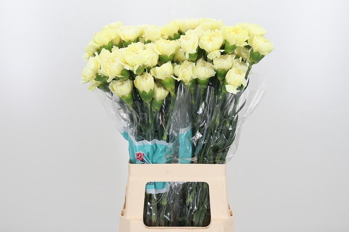 <h4>Di St Wedding</h4>