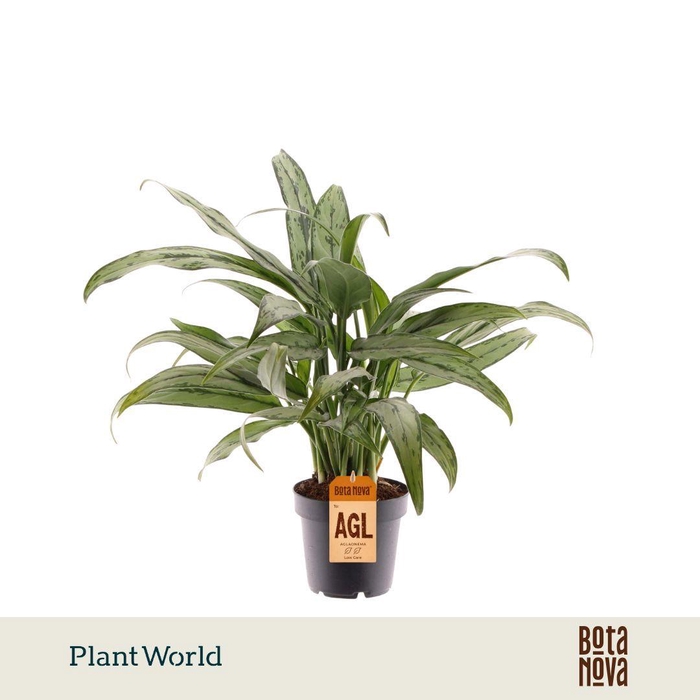 <h4>Aglaonema Cutlass</h4>