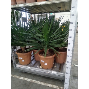 Dracaena
