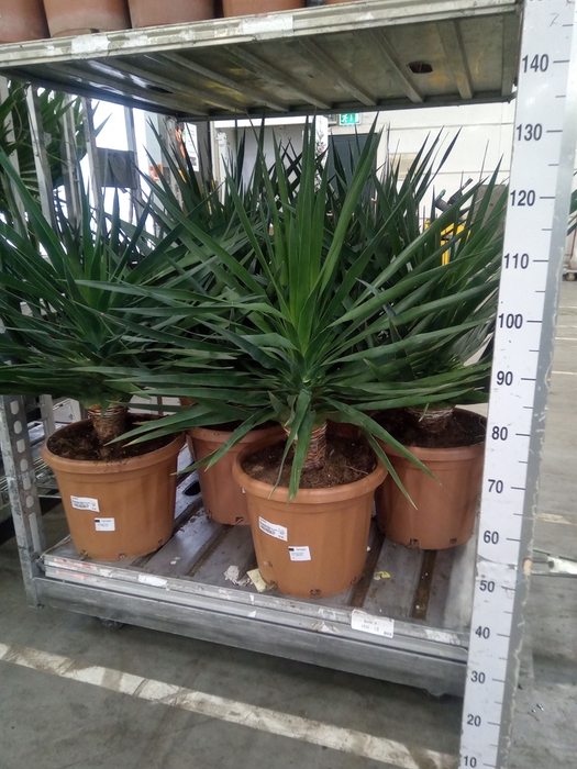<h4>Dracaena</h4>