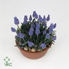 Bol op pot Muscari Atlantic in zinken schaal 29cm