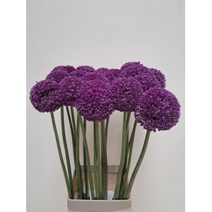 ALLIUM AMBASSADOR