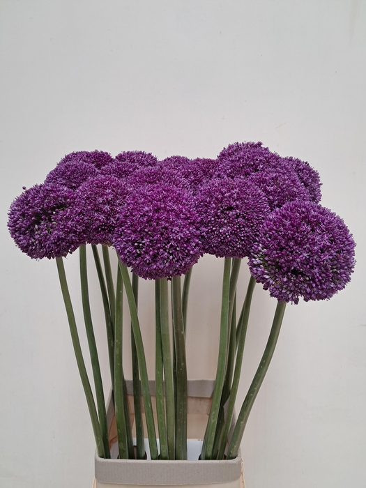 <h4>ALLIUM AMBASSADOR</h4>