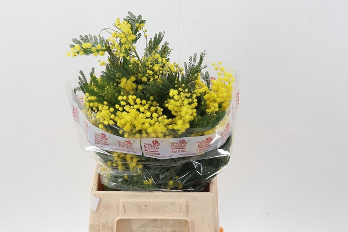 <h4>Acacia Bl Retino Bs</h4>