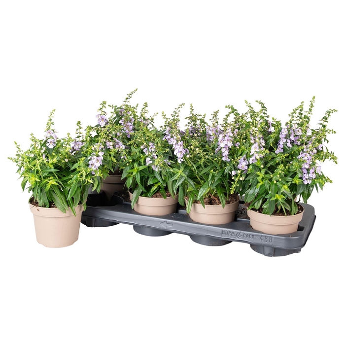<h4>Angelonia  'Serena Purple'</h4>