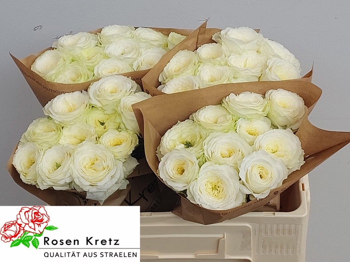 <h4>R GR LOTTI+</h4>