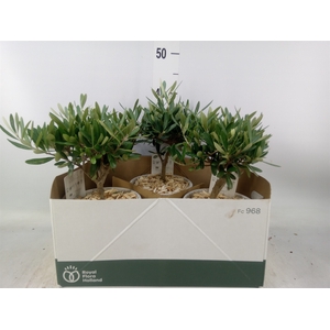 Arr.   Tuinplanten H%