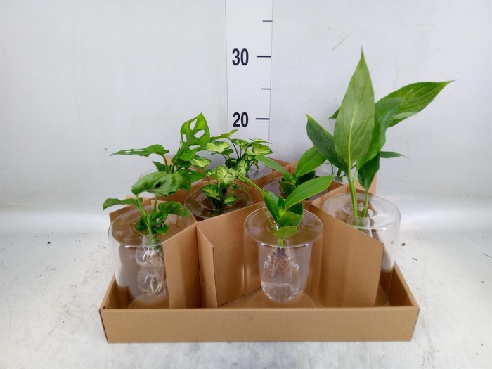 <h4>Planten  ..mix</h4>