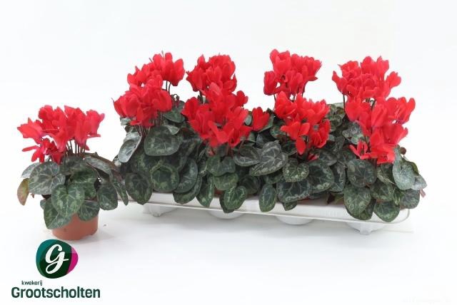 <h4>CYCL MD SUP MACRO</h4>