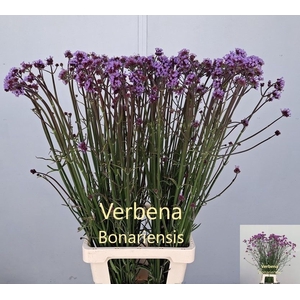 VERBENA HAS P SPIRES