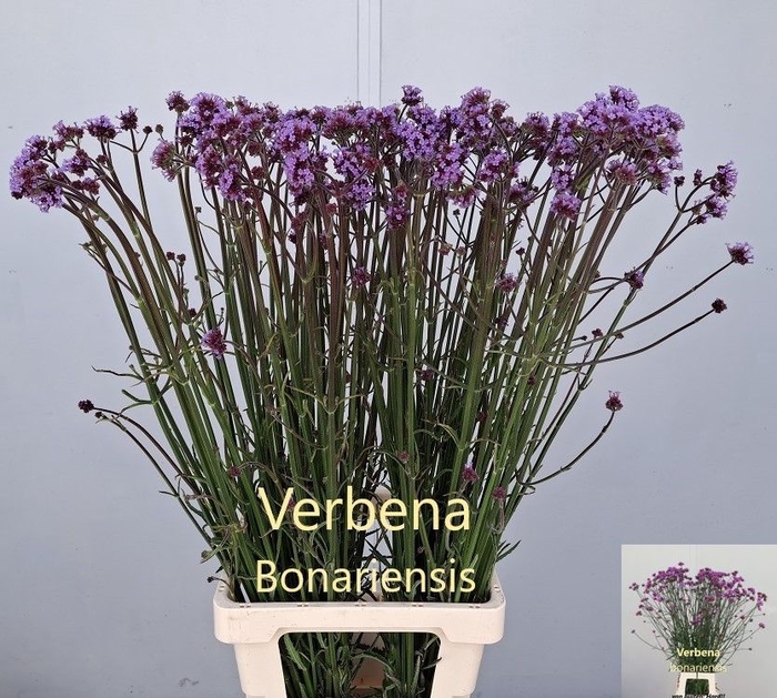 <h4>VERBENA HAS P SPIRES</h4>